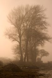 04-09-arvid-nielsen-trees in fog
